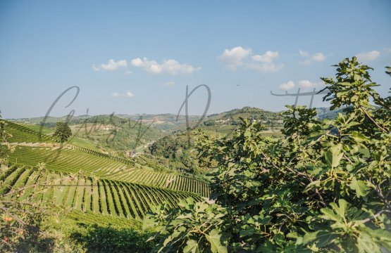 À vendre Terrain Campagne Monforte d´Alba Piemonte